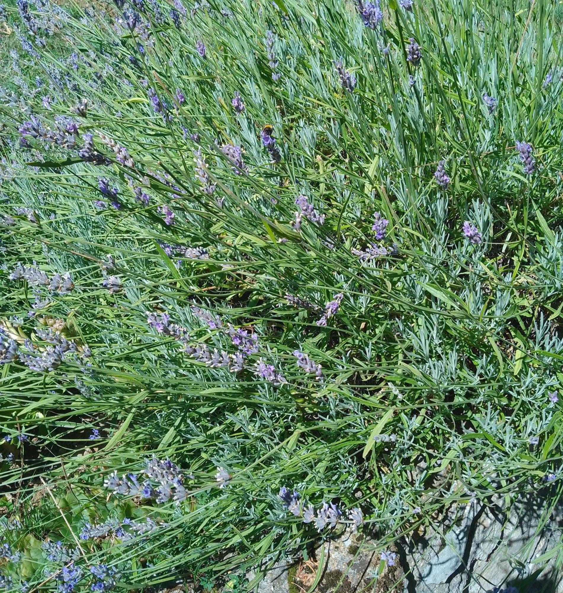 Apartmani Planinska Kuca, Jagodnja Krupanj Exteriér fotografie